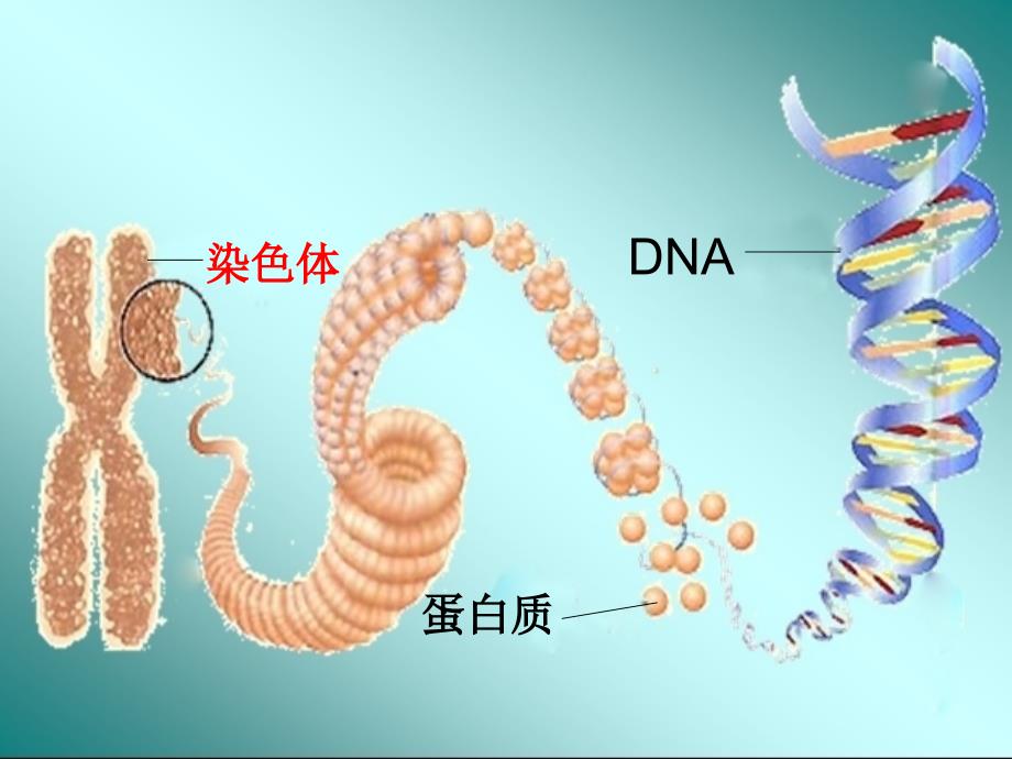 苏科版生物七年级下册复习全_第4页