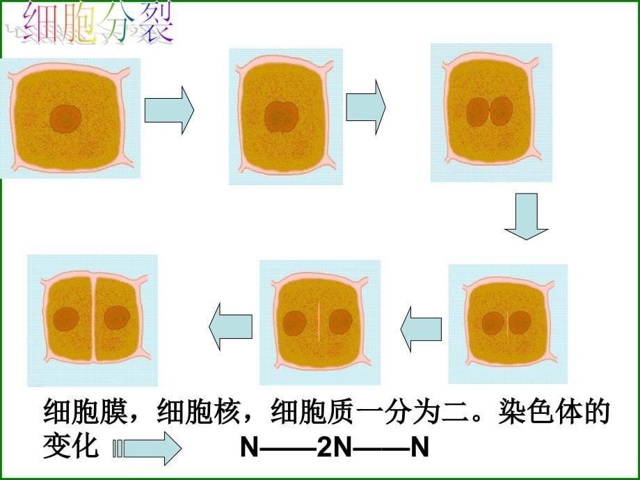 苏科版生物七年级下册复习全_第5页