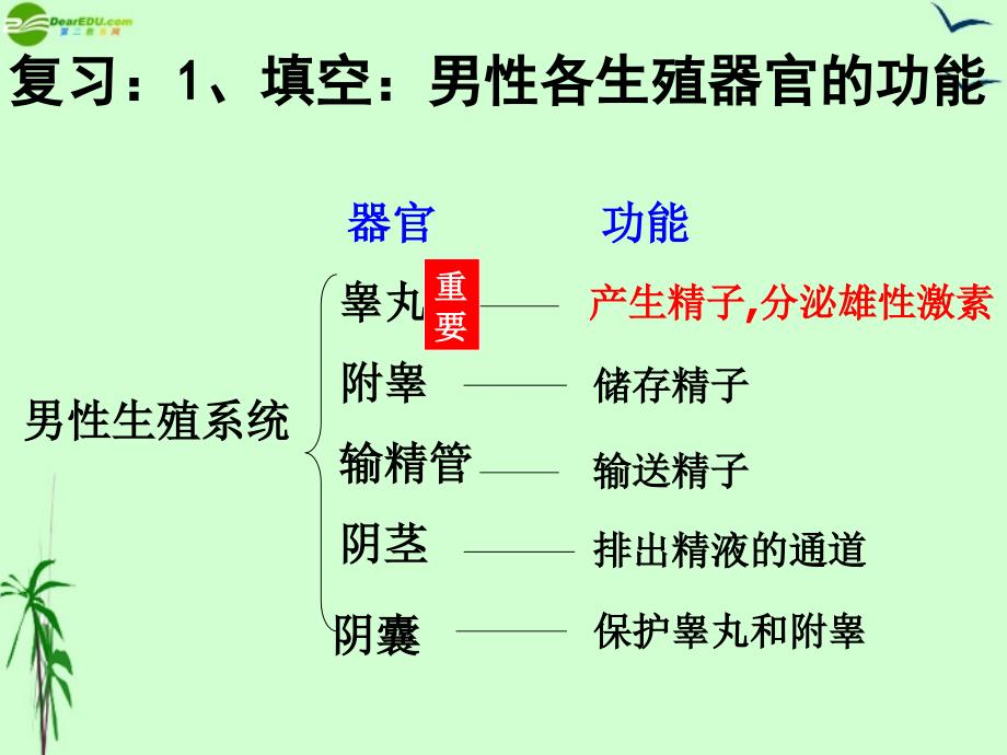 八年级生物上册第三章人的生殖发育课件_第1页