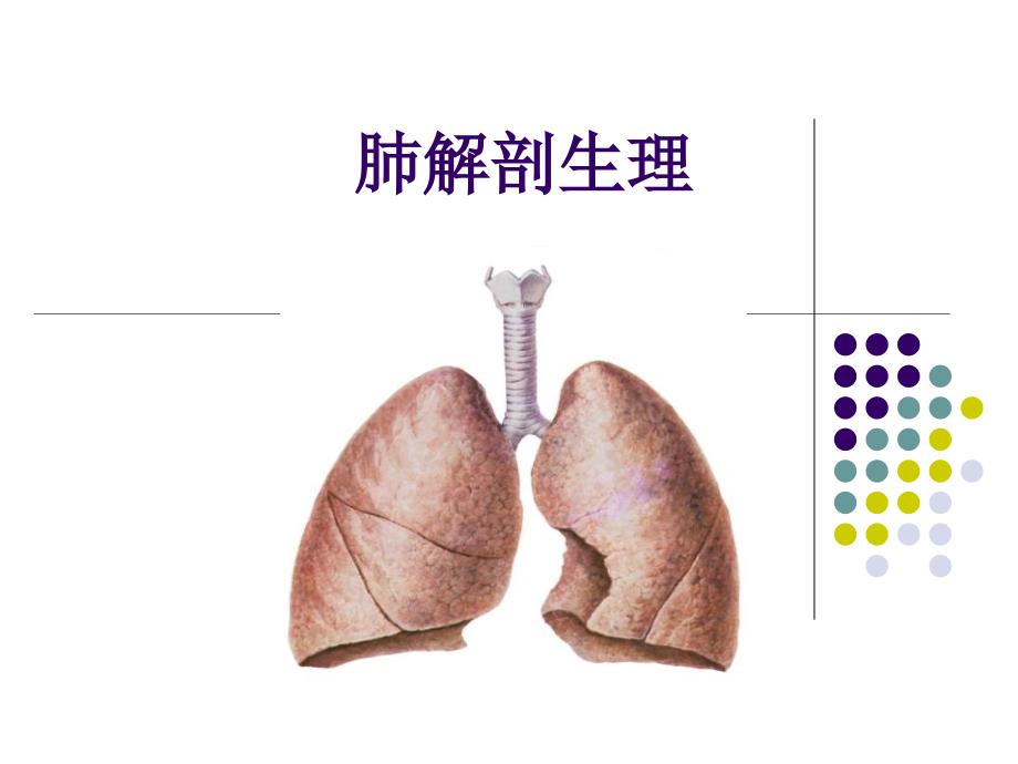 肺解剖生理 赵文超.ppt_第1页