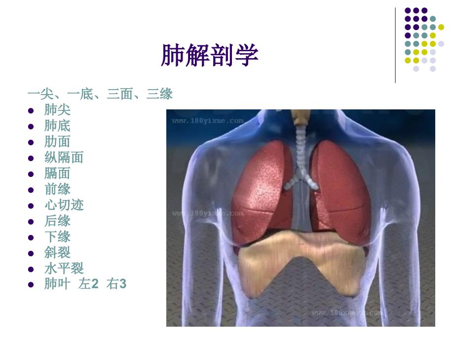 肺解剖生理 赵文超.ppt_第2页