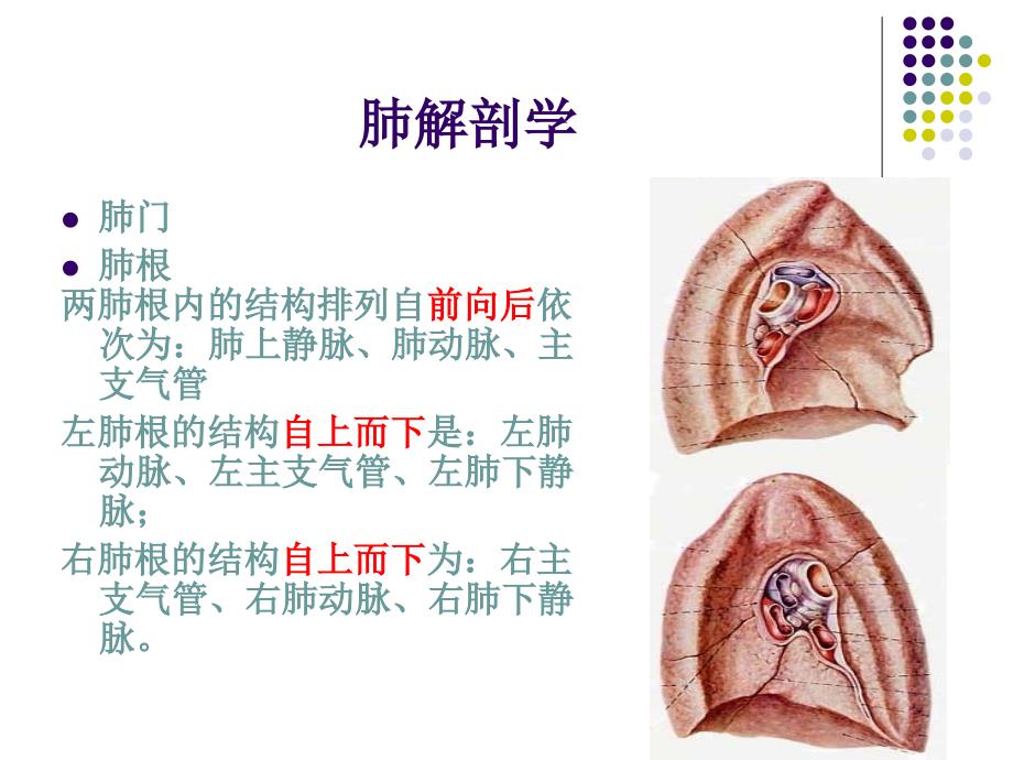 肺解剖生理 赵文超.ppt_第3页