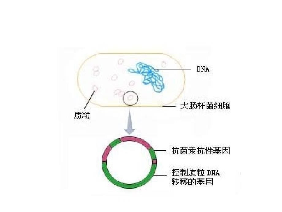 生物北师大版八年级下9.25.2现代生物技术课件.ppt_第5页