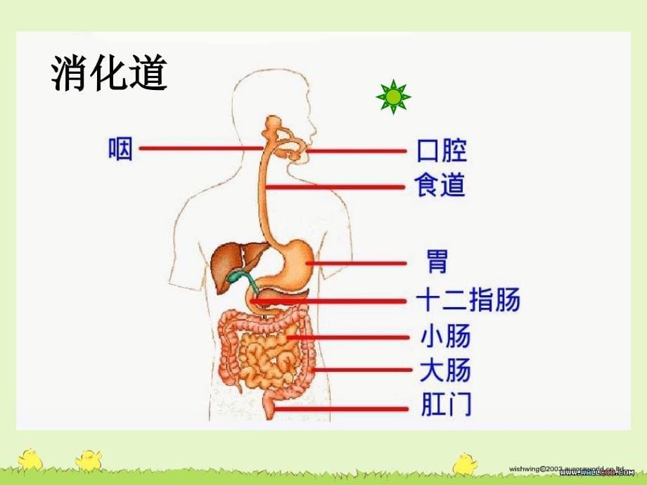 人教版七年级生物下册《消化与吸收》_第5页