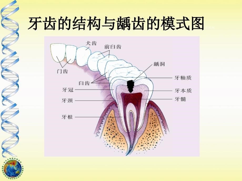 9.2 人体的消化与吸收 课件（苏教版七年级下）.ppt_第5页