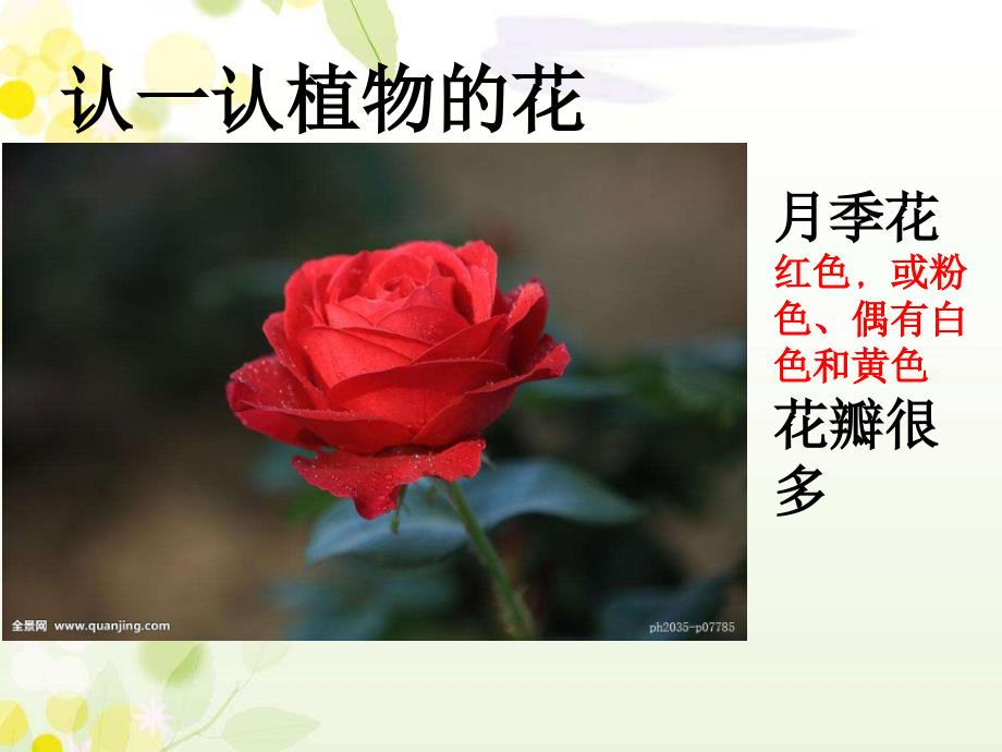 青岛版一年级科学下9看花认植物.ppt_第2页