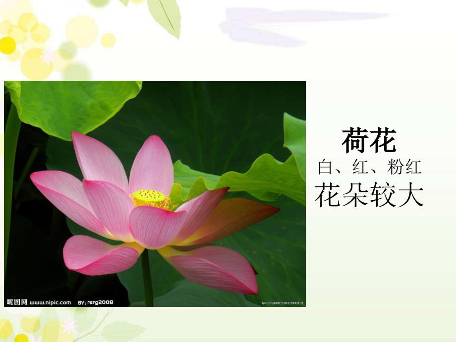 青岛版一年级科学下9看花认植物.ppt_第4页