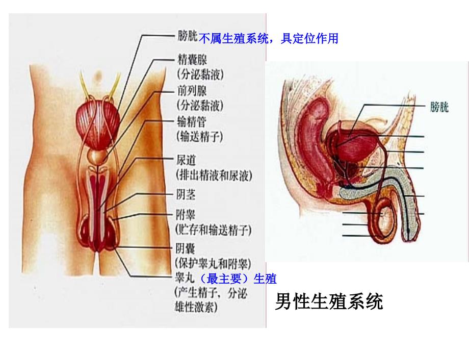 七年级生物下册《人的生殖》课件 (2)_第4页