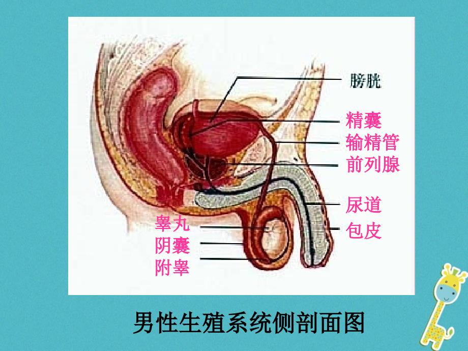 广东省中山市七年级生物下册 第四单元 第一章 人的由来人的生殖系统课件 （新版）新人教版_第4页