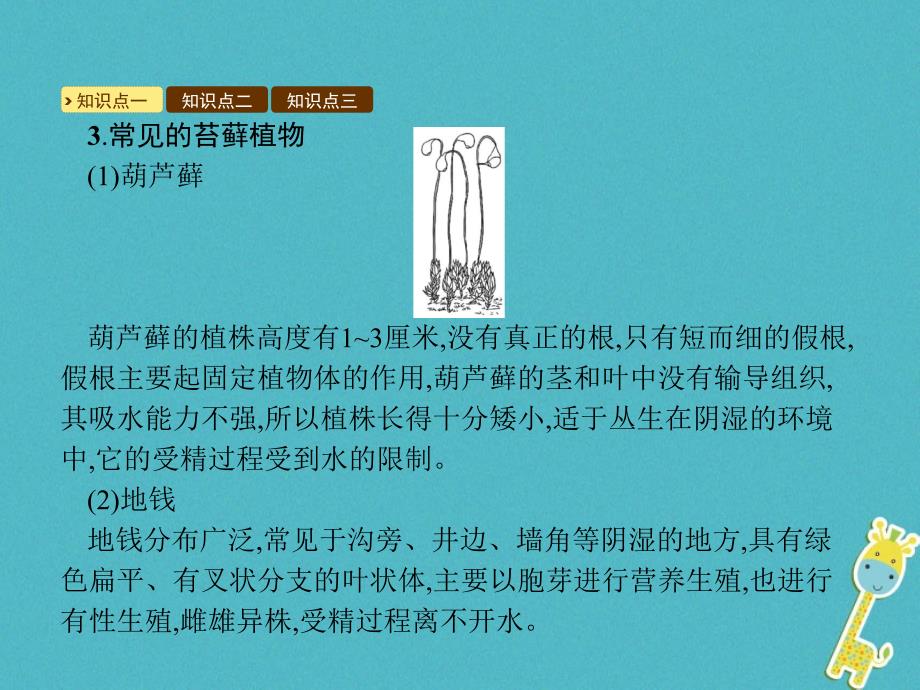 2018学年八年级生物下册第22章第3节植物的主要类群课件新版北师大版_第3页