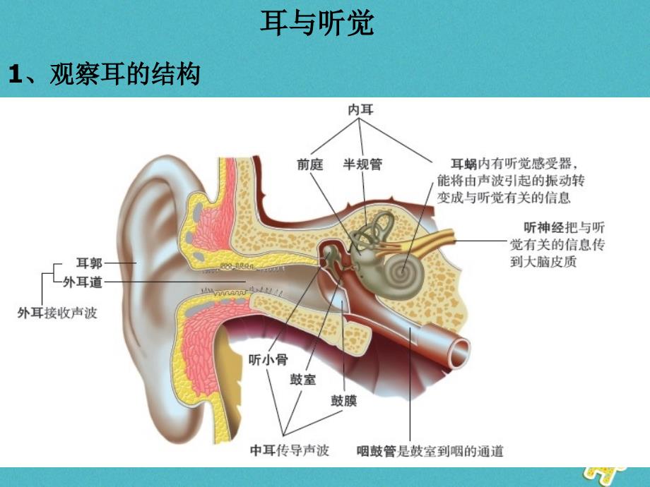 2018-2019学年八年级生物上册第16章第2节人体对信息的感知听觉的形成课件新版苏科版_第4页
