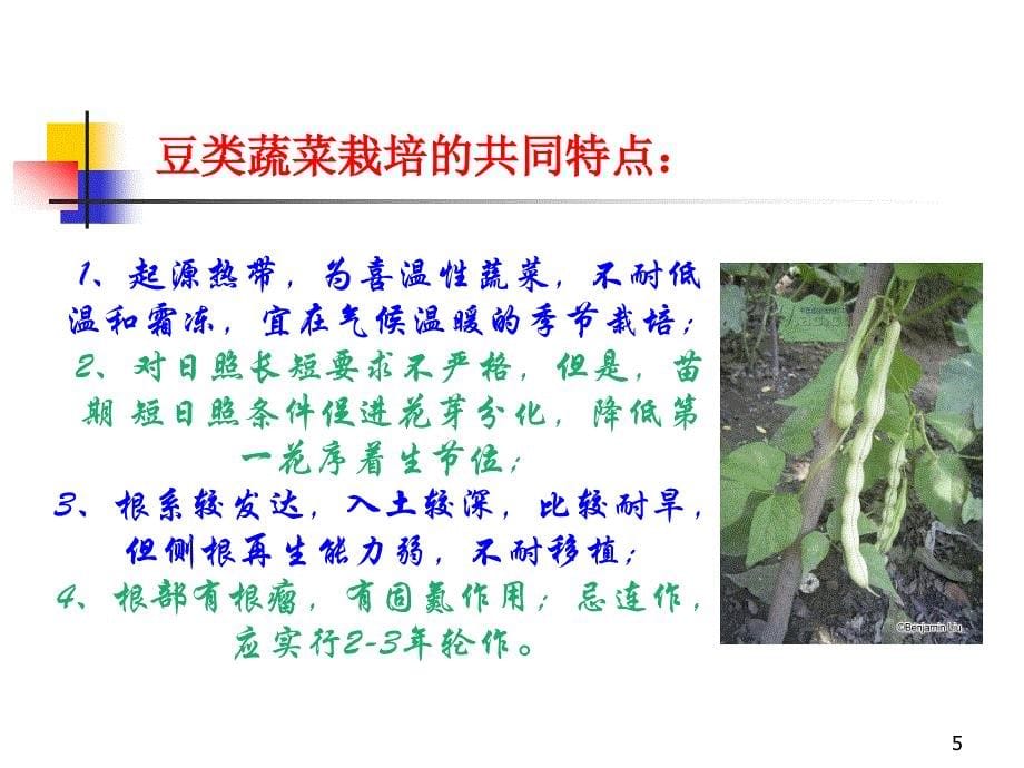 菜豆栽培_第5页