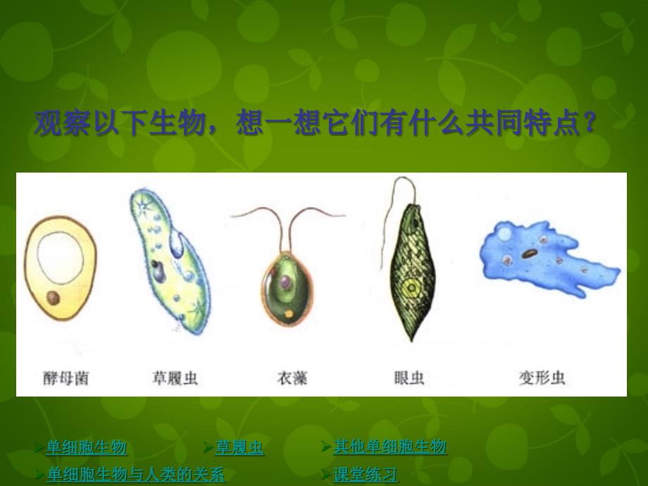 北京市和平北路学校七年级生物上册 2.3.3 只有一个细胞的生物体课件 新人教版_第2页