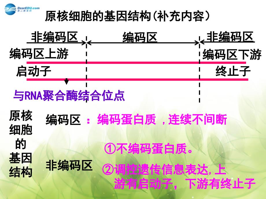 高中生物 专题一课题二 基因工程的基本操作程序课件2 新人教版选修3_第2页