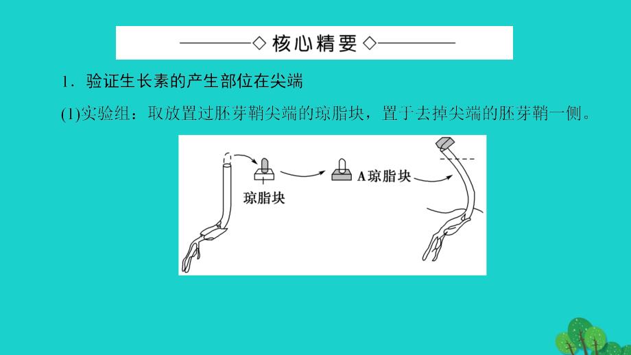 2018-2019学年高中生物第3章植物的激素调节第3节与生长素有关的实验微专题突破课件新人教版_第2页