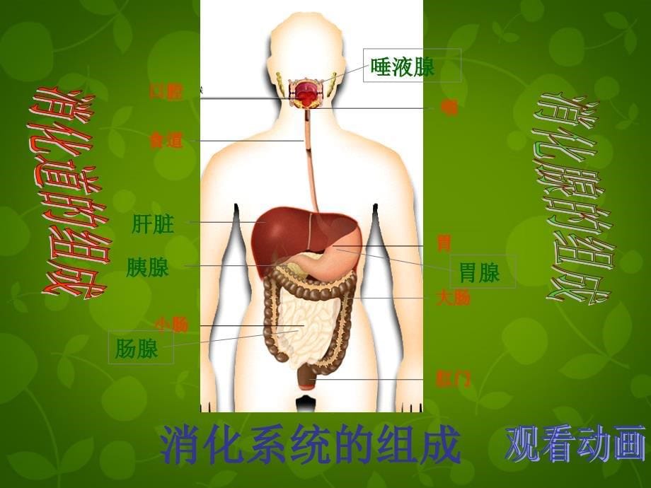 七年级生物下册 第四单元 第二章 第2节 消化和吸收课件1 新人教版_第5页