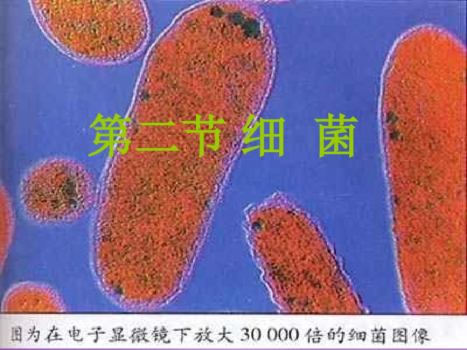 内蒙古包头市达茂旗百灵庙第二中学八年级生物上册 第五单元 第四章 第二节 细菌课件 新人教版_第3页