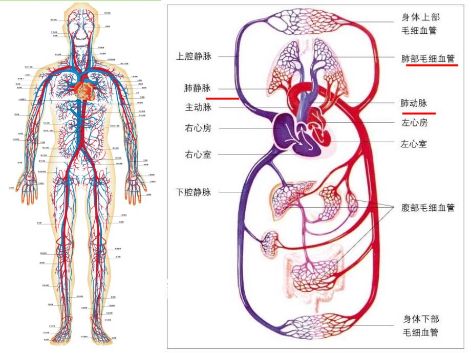 七年级生物下册 9.2《血液循环》血液流动的管道—血管课件 北师大版_第2页