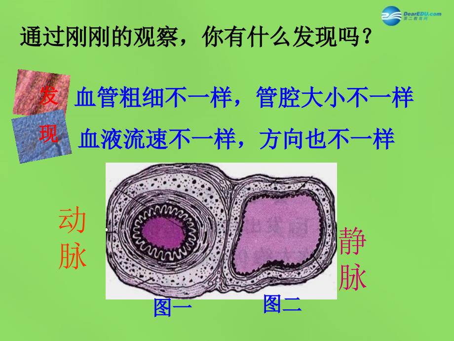 七年级生物下册 9.2《血液循环》血液流动的管道—血管课件 北师大版_第4页