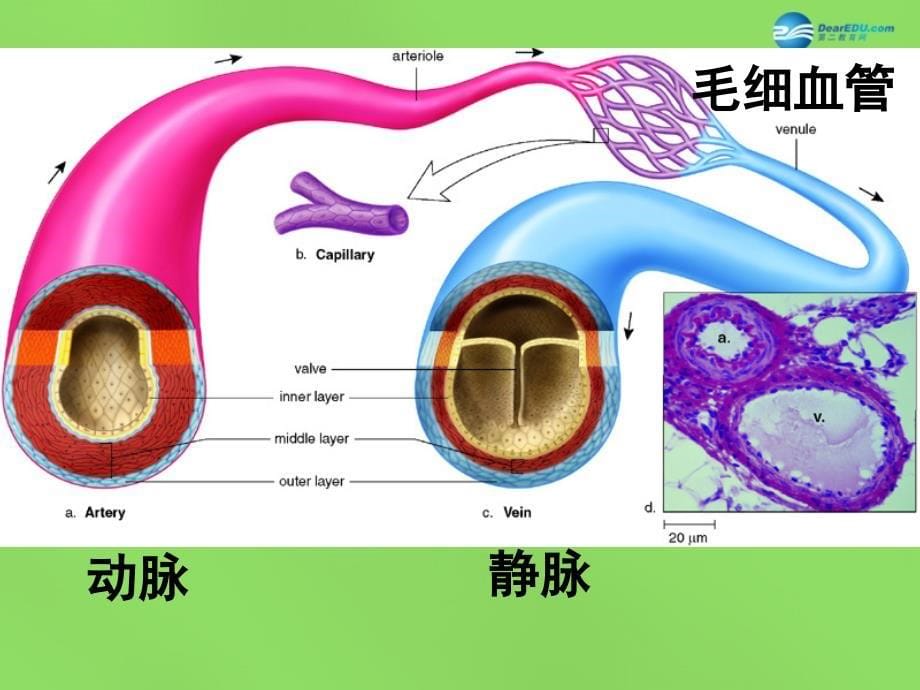 七年级生物下册 9.2《血液循环》血液流动的管道—血管课件 北师大版_第5页