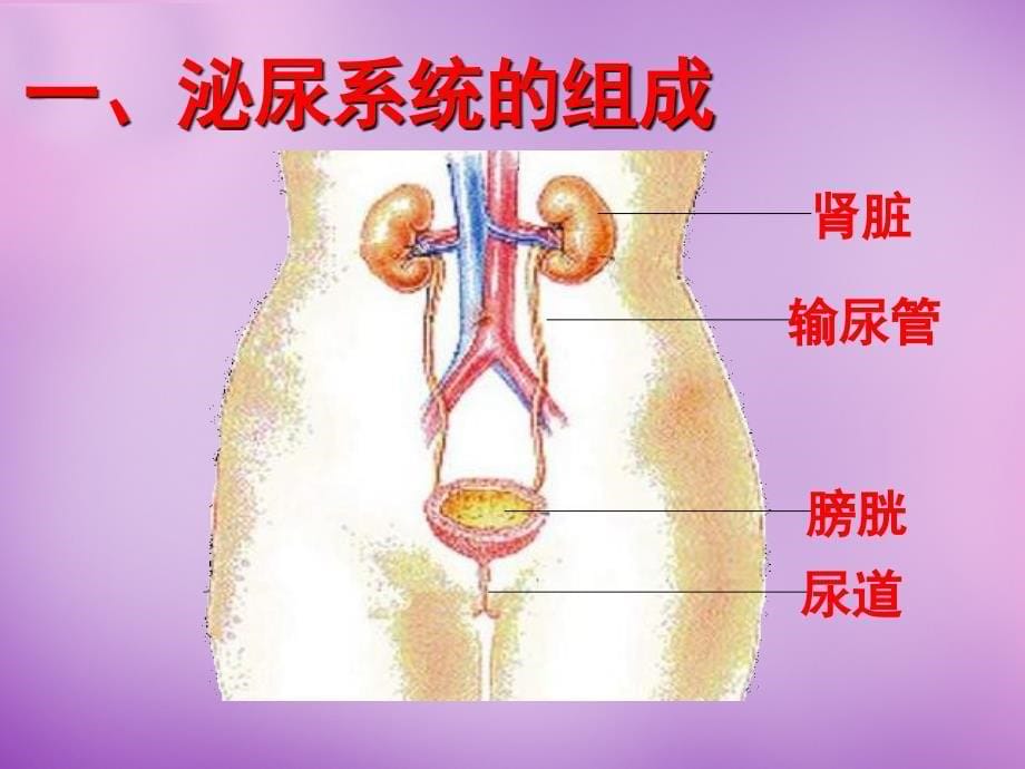 山东省淄博市博山区第六中学七年级生物下册 5.1 尿的形成与排出课件 新人教版_第5页