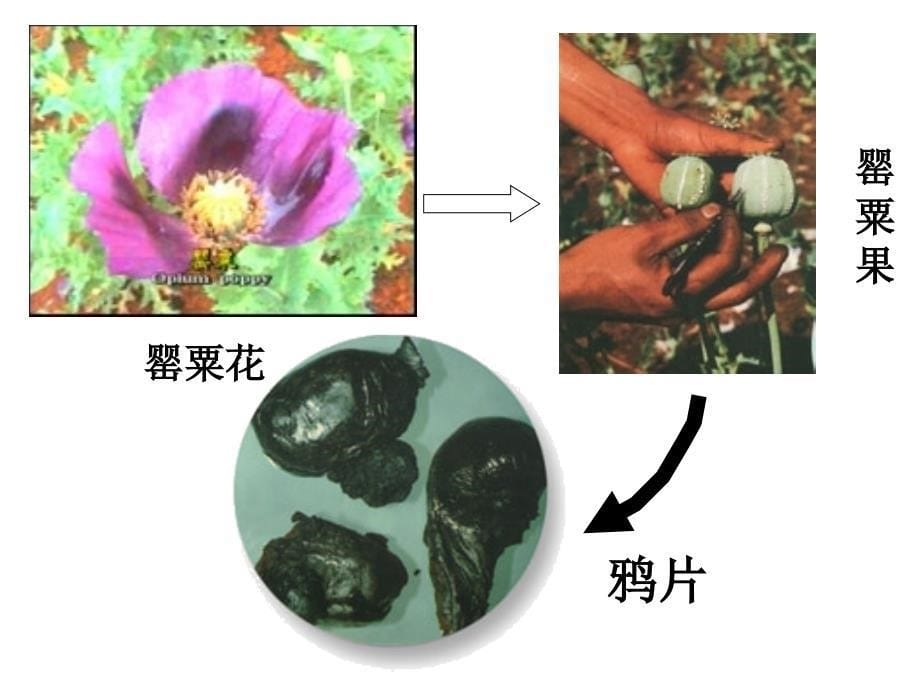 1.1鸦片战争的烽烟2（北师大版上册）课件 (2)_第5页