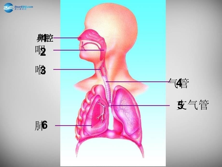 七年级生物下册 第三单元 第二章 第一节 人体与外界的气体交换课件2 （新版）济南版_第5页