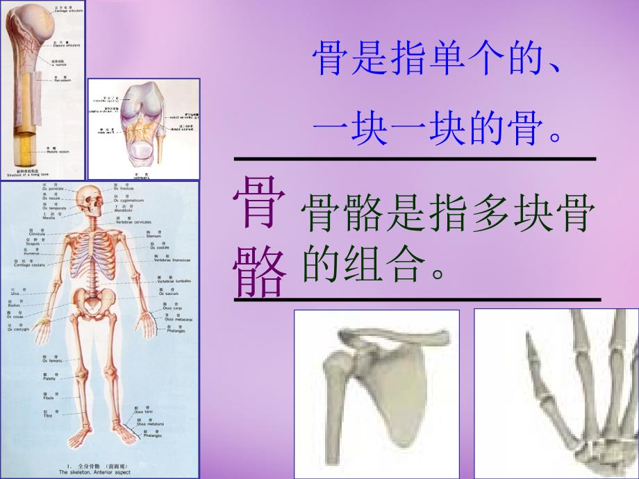 内蒙古阿鲁科尔沁旗天山第六中学八年级生物上册 第5单元 第2章 第1节 动物的运动课件 新人教版_第2页