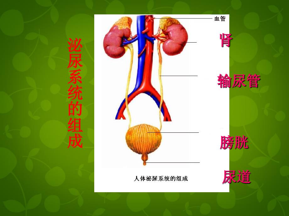 七年级生物下册 第四单元 第五章 第2节 尿的形成和排出课件 新人教版_第4页