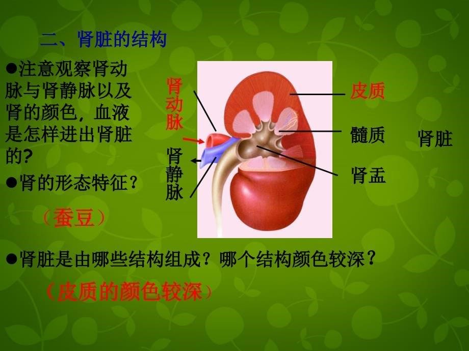 七年级生物下册 第四单元 第五章 第2节 尿的形成和排出课件 新人教版_第5页