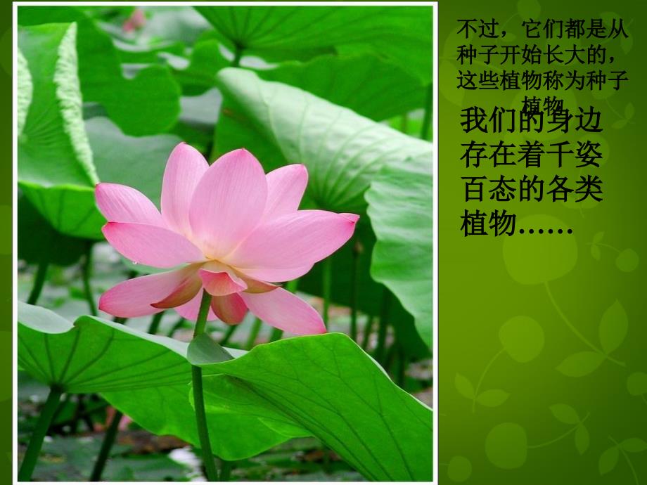 北京市和平北路学校七年级生物上册 3.1.2 种子植物课件 新人教版_第2页