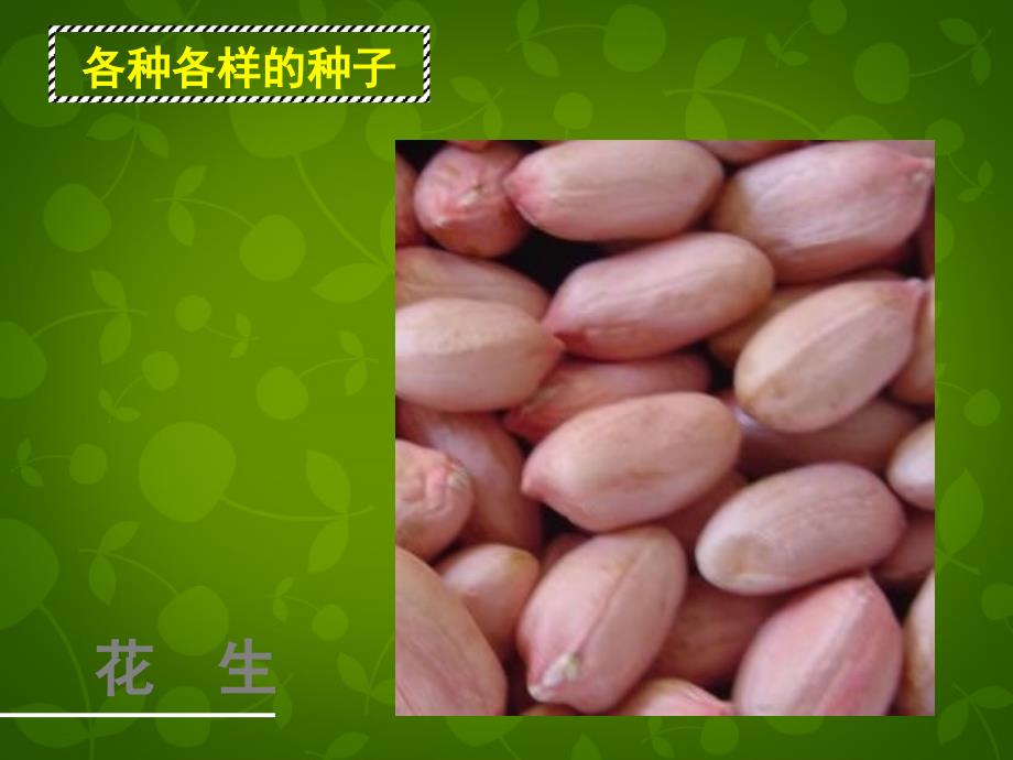 北京市和平北路学校七年级生物上册 3.1.2 种子植物课件 新人教版_第3页