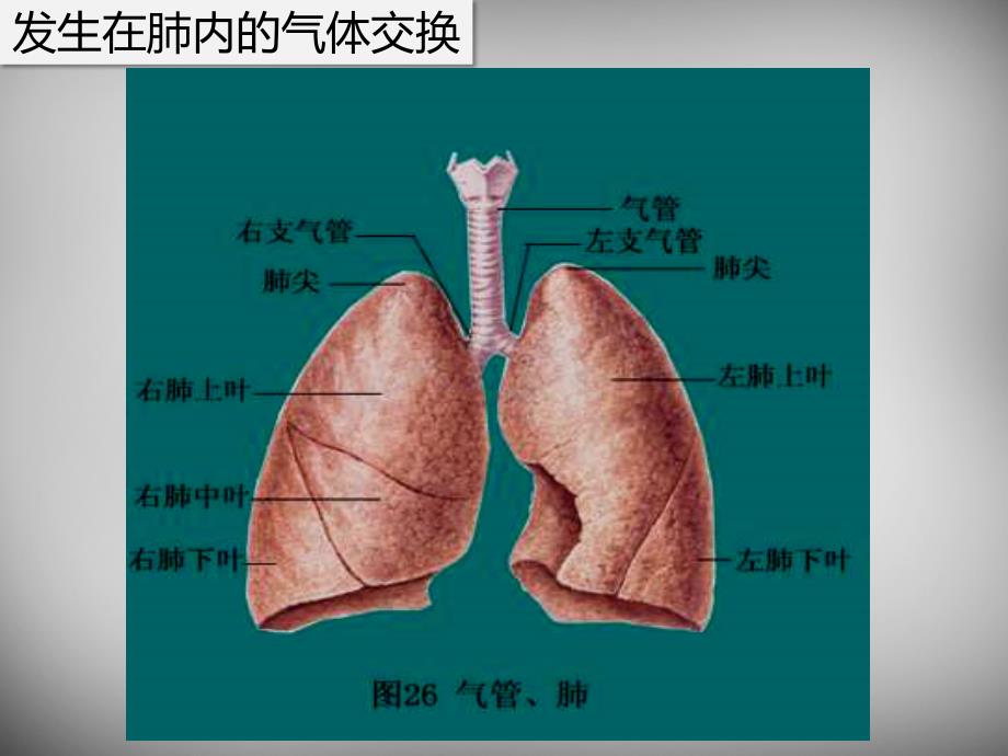 七年级生物下册 4.3.2 发生在肺内的气体交换课件1 新人教版_第3页