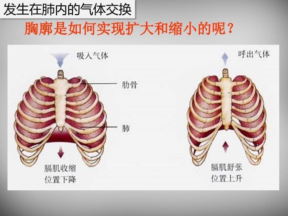 七年级生物下册 4.3.2 发生在肺内的气体交换课件1 新人教版_第5页