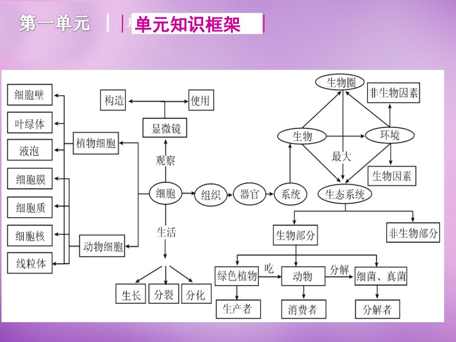 山东省无棣县第一实验学校八年级生物 专题一 生物的生活环境复习课件 （新版）济南版_第3页