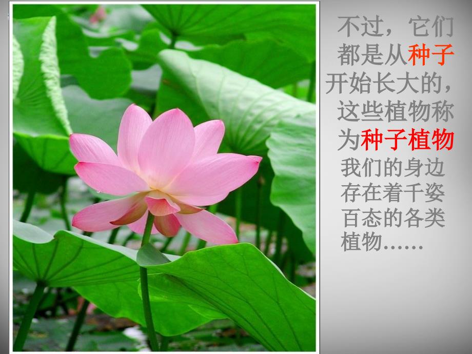 安徽省长丰县下塘实验中学七年级生物上册《3.1.2 种子植物》课件 新人教版_第2页