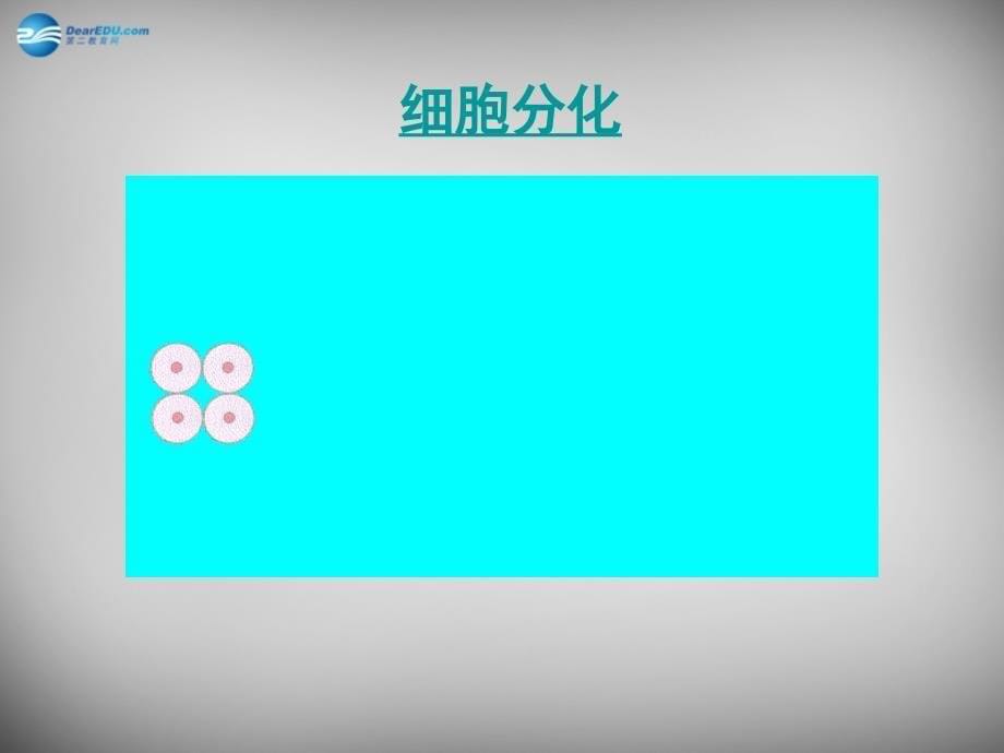 安徽省长丰县下塘实验中学七年级生物上册《2.2.2 动物体的结构层次》课件 新人教版_第5页