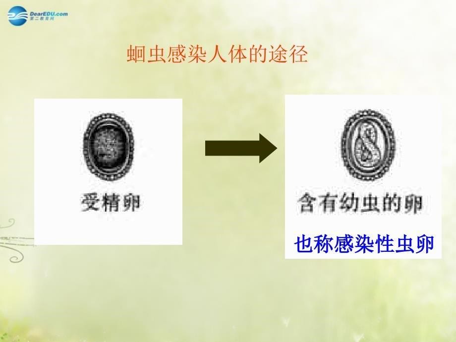 湖南省耒阳市冠湘中学八年级生物上册 5.1.2 线形动物和环节动物课件 新人教版_第5页