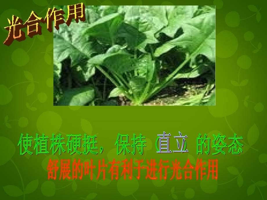 北京市和平北路学校七年级生物上册 3.3.1 绿色植物的生活需要水课件 新人教版_第5页