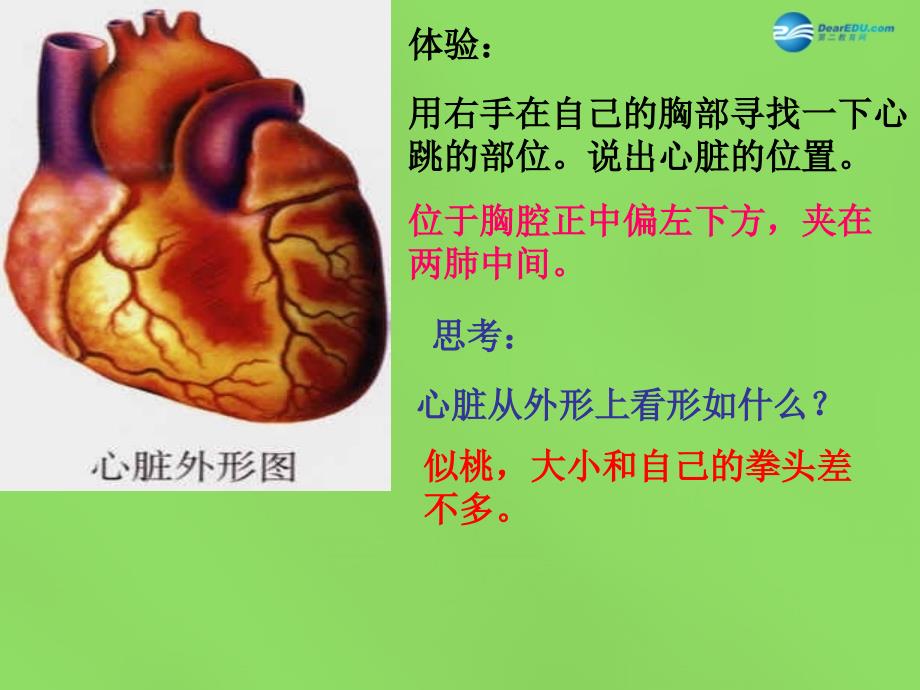 河南省濮阳市第六中学七年级生物下册 4.4.3 输送血液的泵—心脏课件 新人教版_第2页