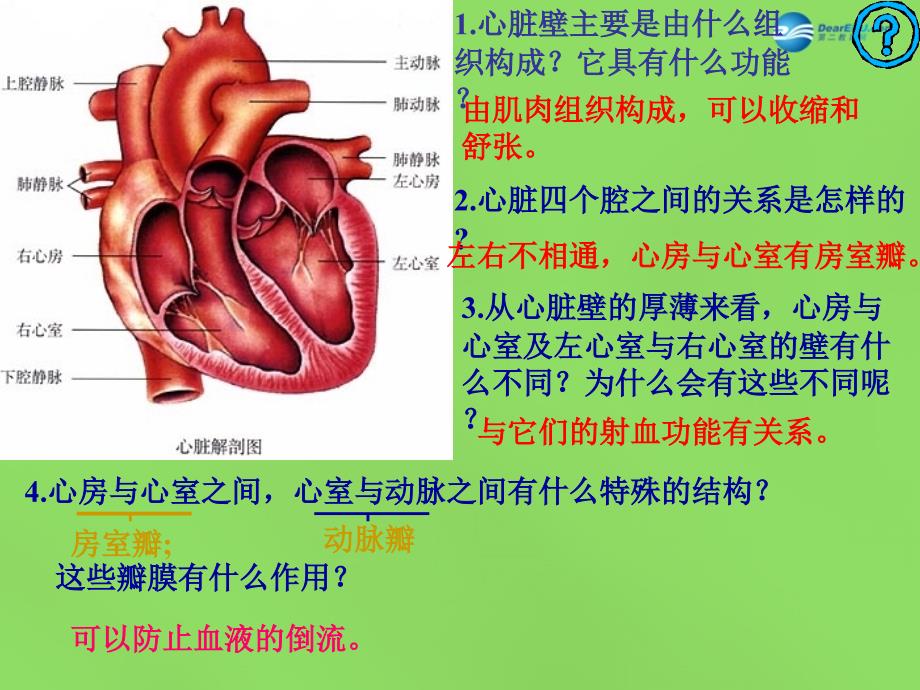 河南省濮阳市第六中学七年级生物下册 4.4.3 输送血液的泵—心脏课件 新人教版_第4页