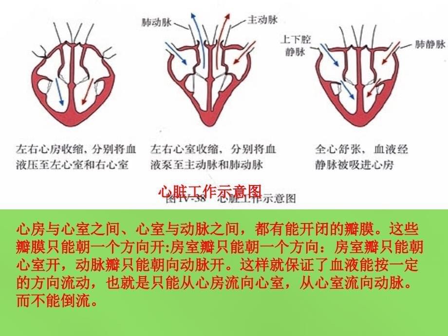 河南省濮阳市第六中学七年级生物下册 4.4.3 输送血液的泵—心脏课件 新人教版_第5页