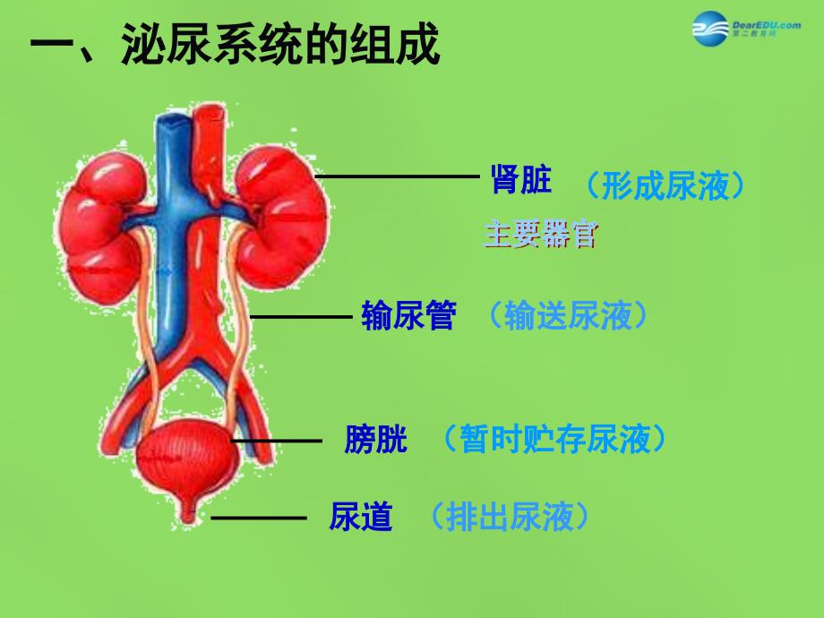 湖南省娄底市新化县桑梓镇中心学校七年级生物下册 5.1 尿的形成和排出课件 新人教版_第4页