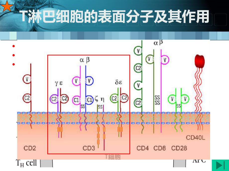 免疫学课件 第10章 T淋巴细胞.ppt_第3页