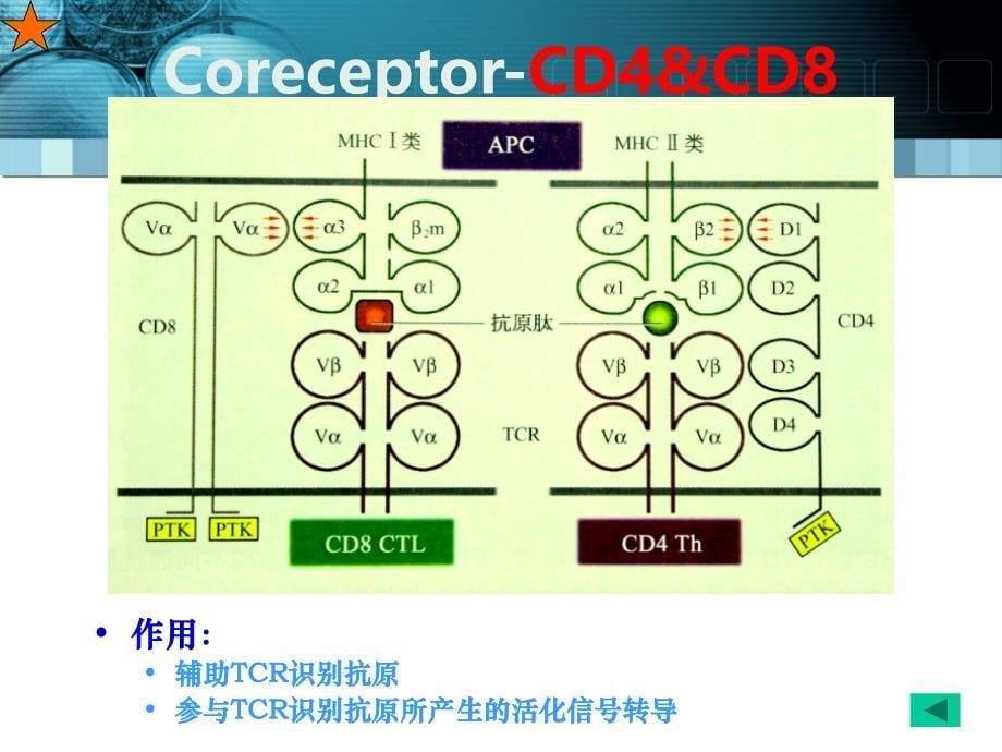 免疫学课件 第10章 T淋巴细胞.ppt_第5页