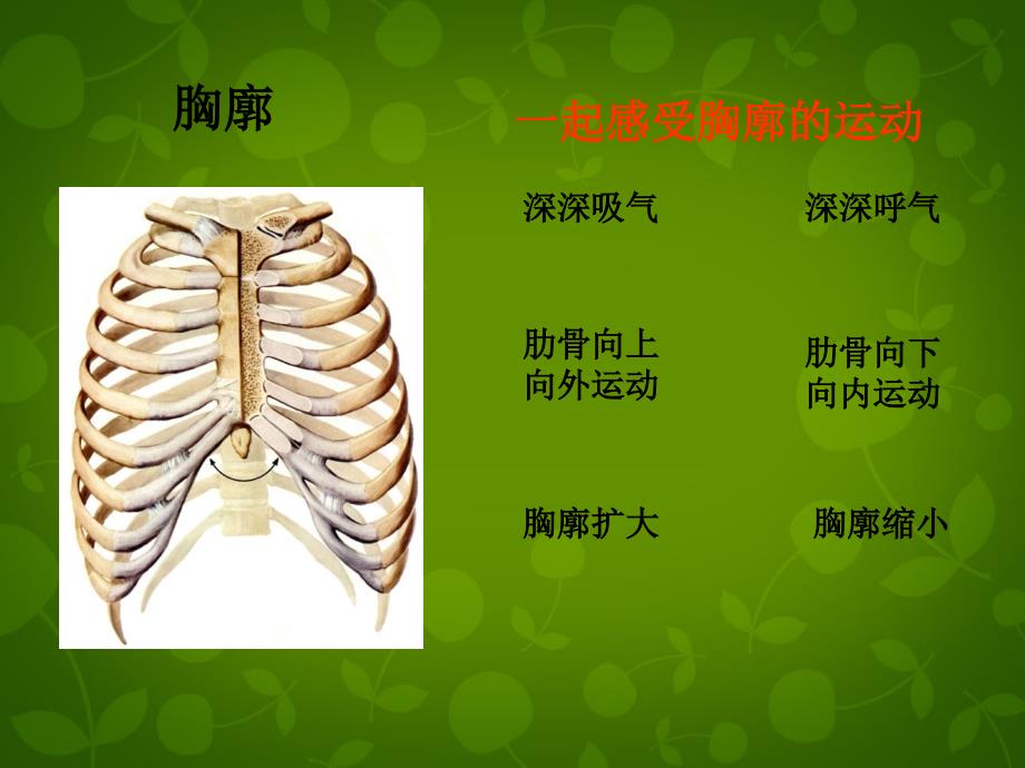 北京市和平北路学校七年级生物下册 3.2 发生在肺内的气体交换课件 新人教版_第3页