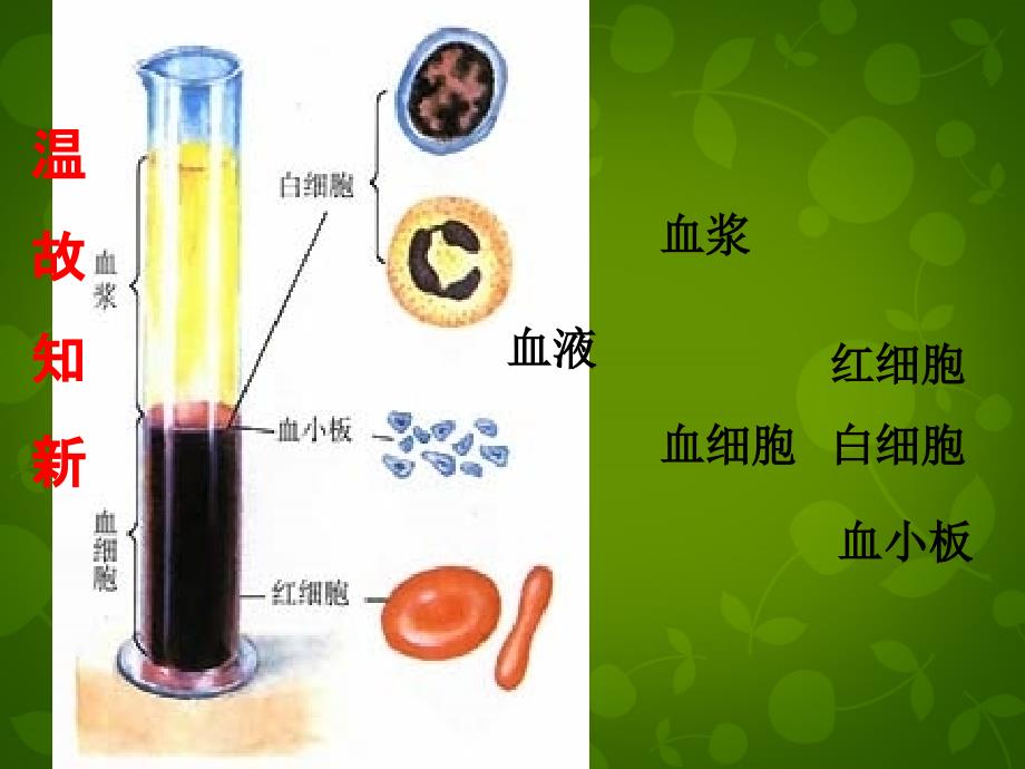 广东省东莞樟木头中学2018-2019学年七年级生物下册 第四章 第四节 输血与血型课件 新人教版_第2页