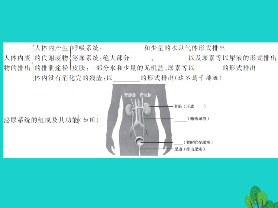 2018中考生物第一轮系统复习篇 第四单元 第五章 人体内废物的排出课件_第4页