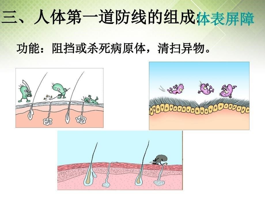 浙江省瓯海区三溪中学高中生物 第三章 第2节 非特异性免疫课件 浙科版必修3_第5页