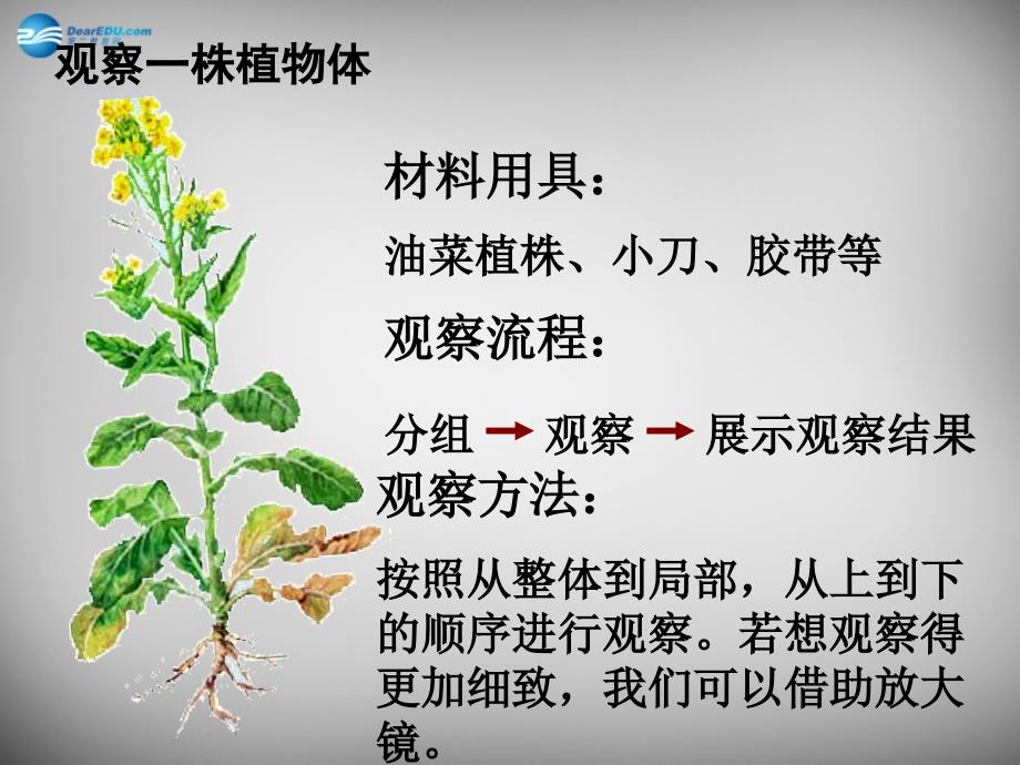 江苏省连云港市东海县晶都双语学校七年级生物下册 9.1 植物体的组成课件1 苏科版_第4页